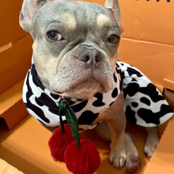 Zealous in all domains - Picture 15 of 16